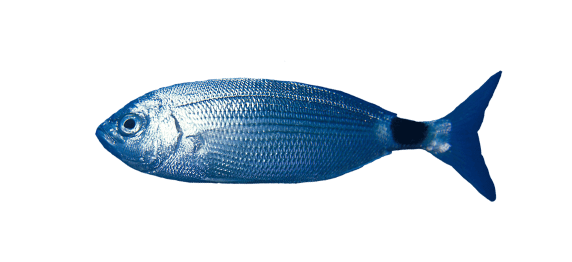 Saddled seabream