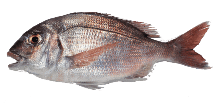 Red porgy