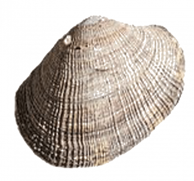 Carpet shell