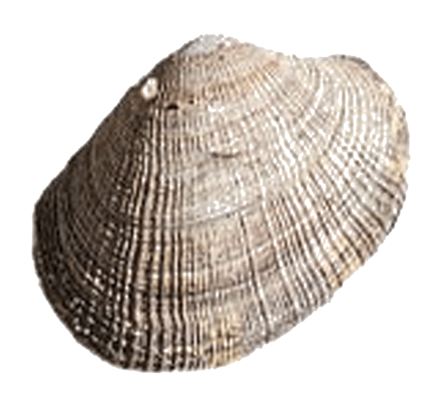 Japanese_carpet_shell_Ruditapes_Responsible_aquaculture_Mr.Goodfish