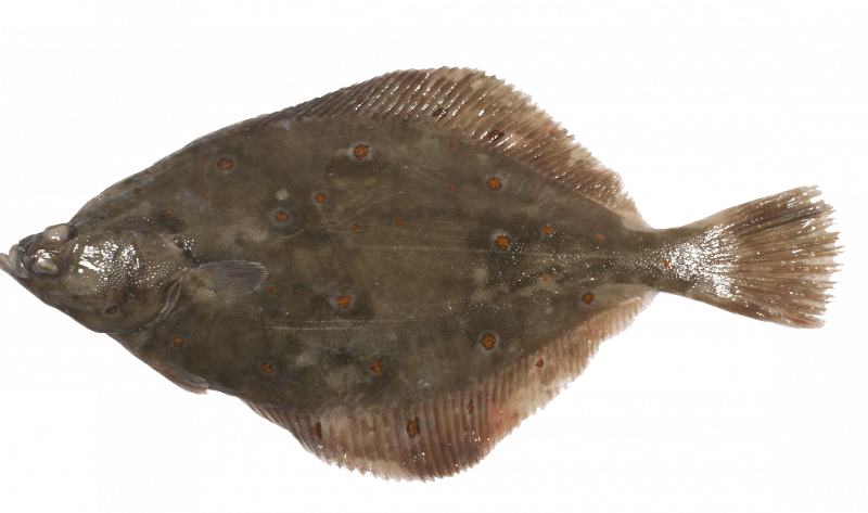 European plaice