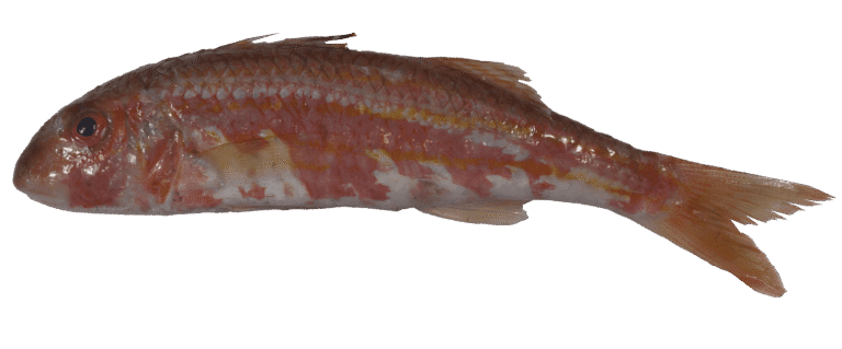 Red mullet