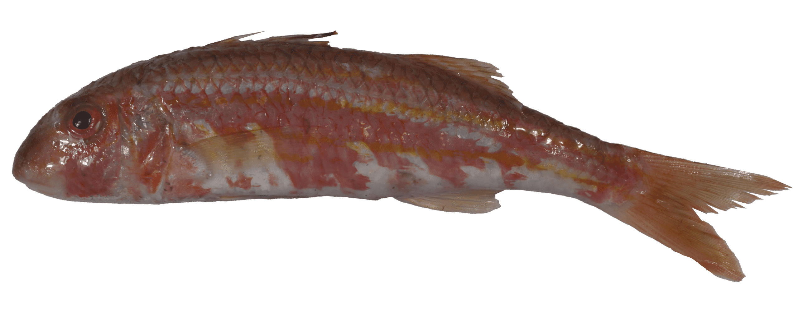 Red mullet