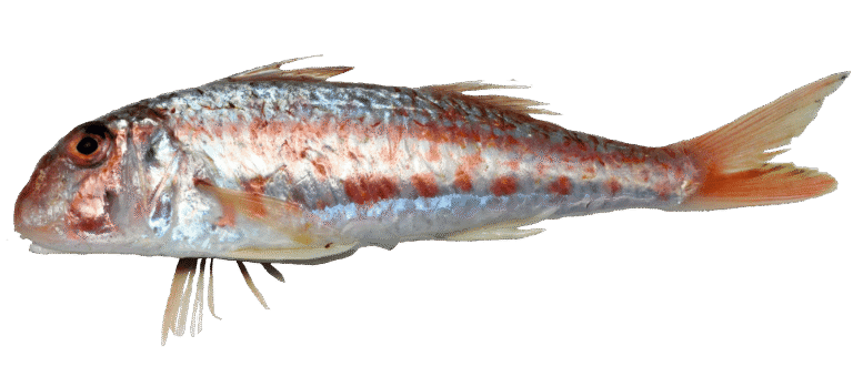 Red mullet