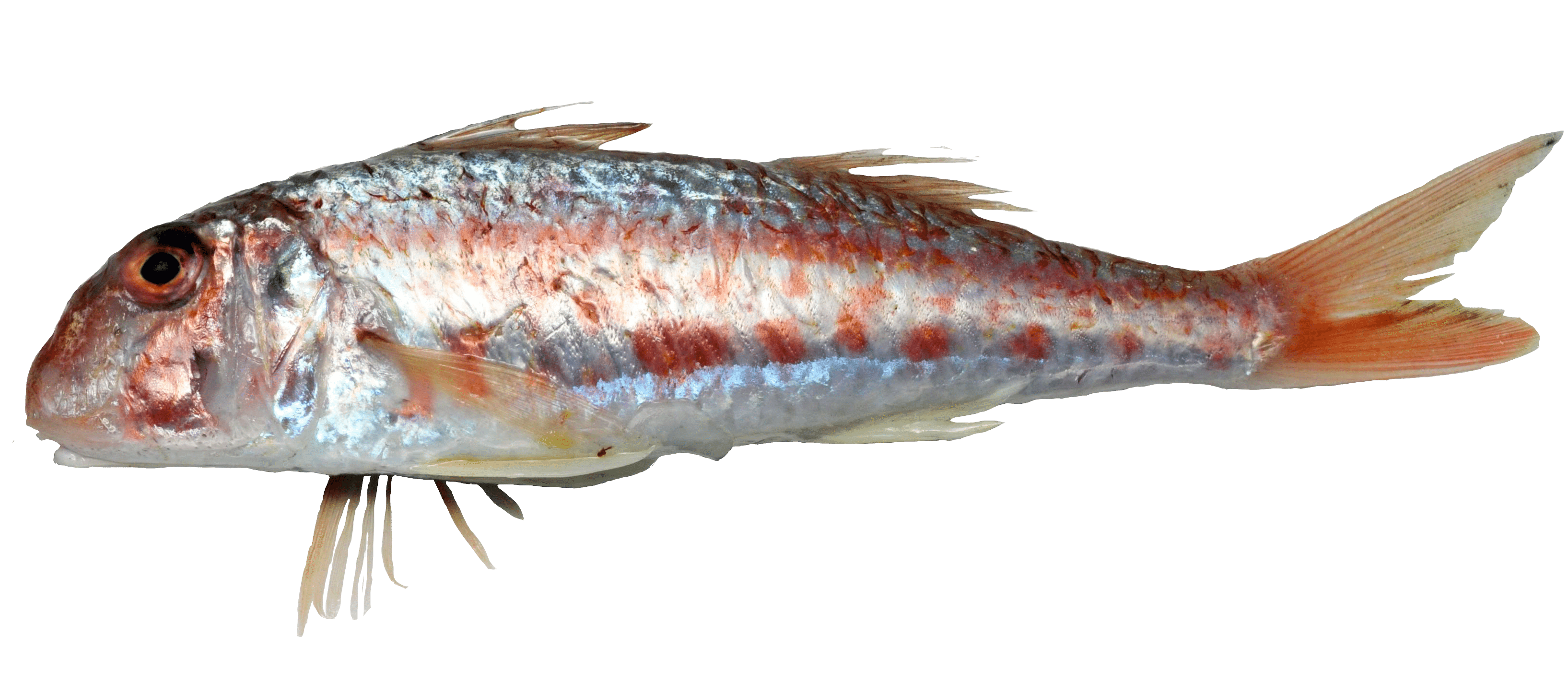 Rouget barbet de Roche_Mullus surmuletus_Consommez responsable_Mr.Goodfish