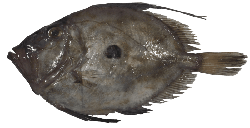 Atlantic John Dory