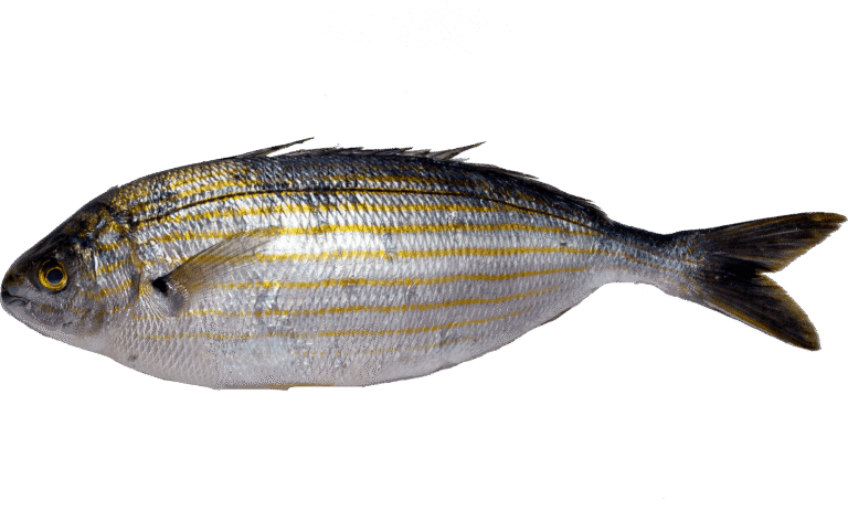 Salema porgy