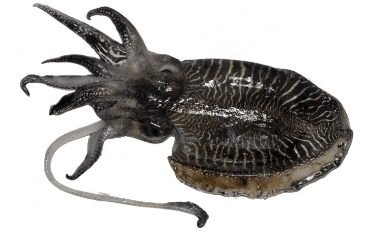 Seppia