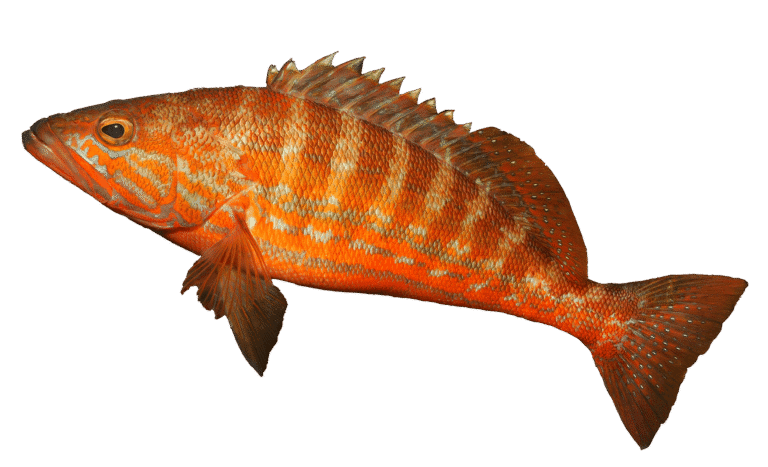 Perchia