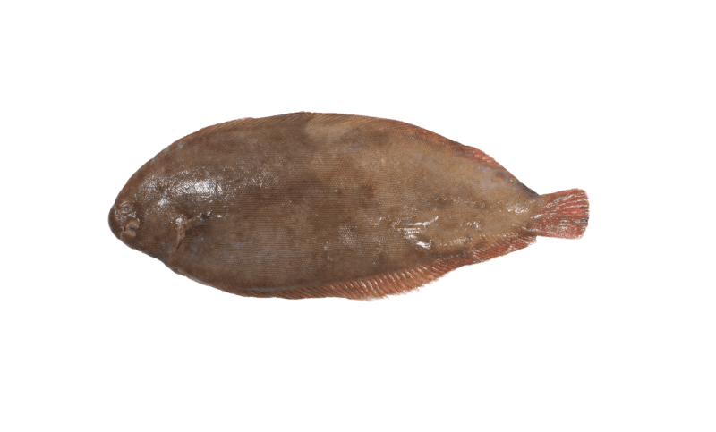 Common sole