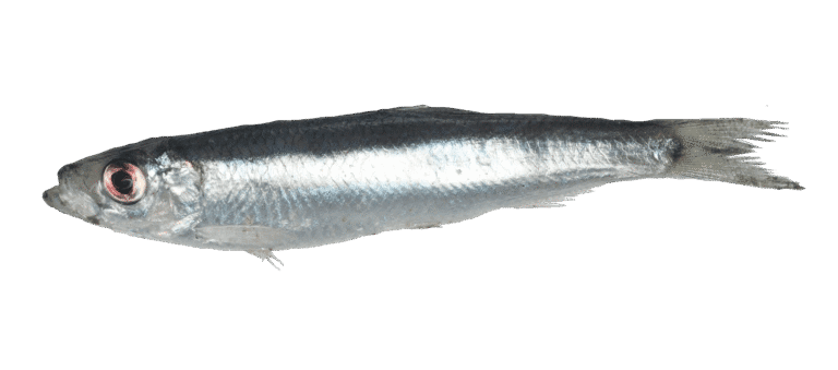 Sprat
