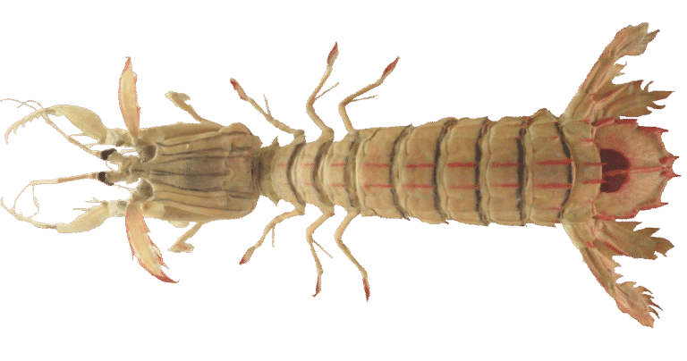 Spottail mantis shrimp