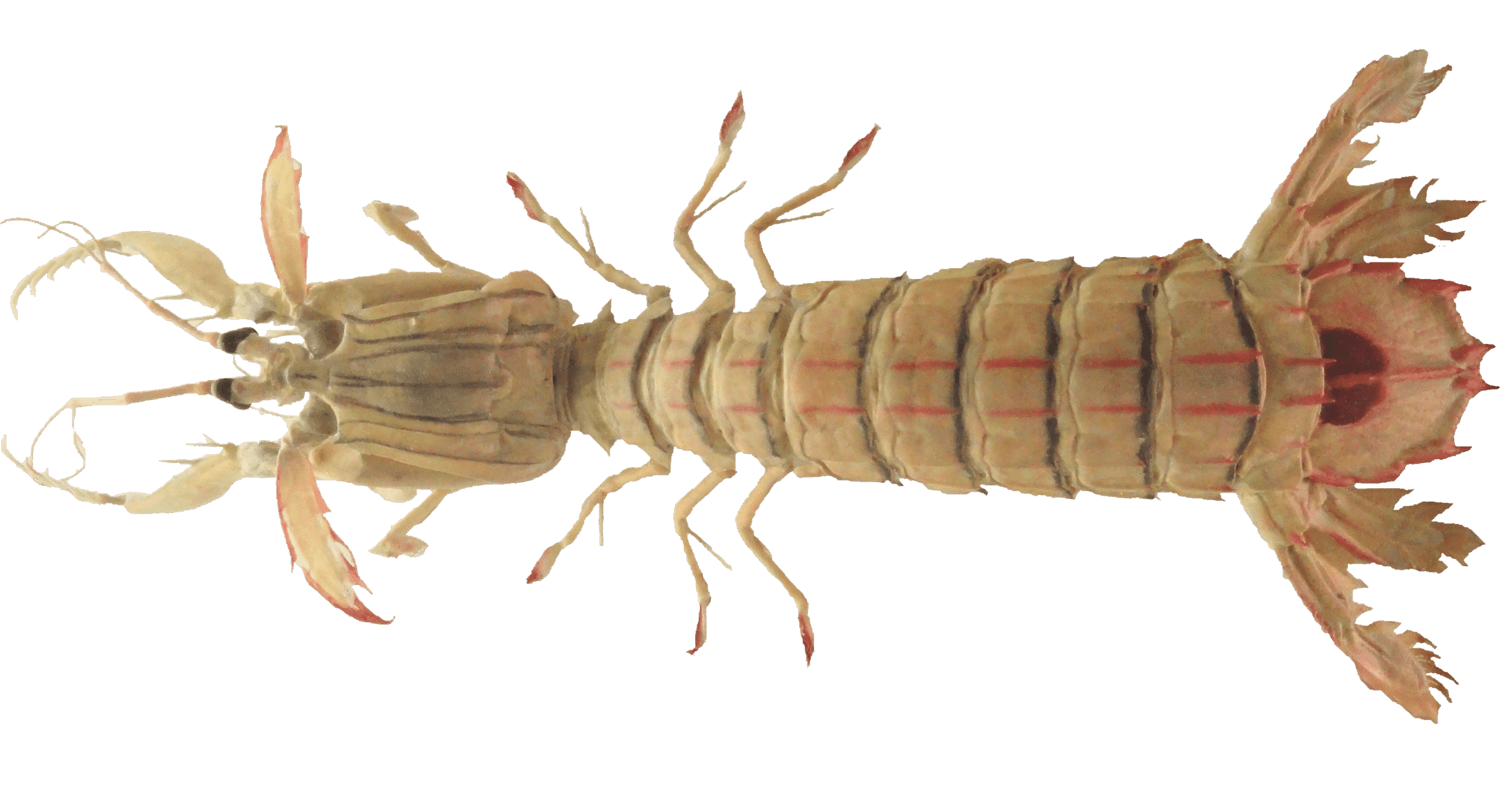 Spottail mantis shrimp