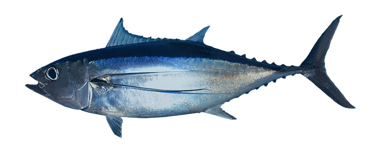 Thon germon (Thon blanc)