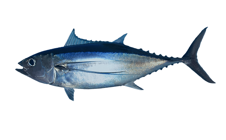 Albacore Tuna