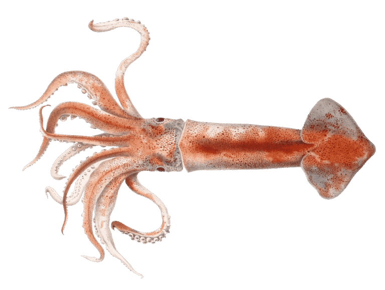 Totano