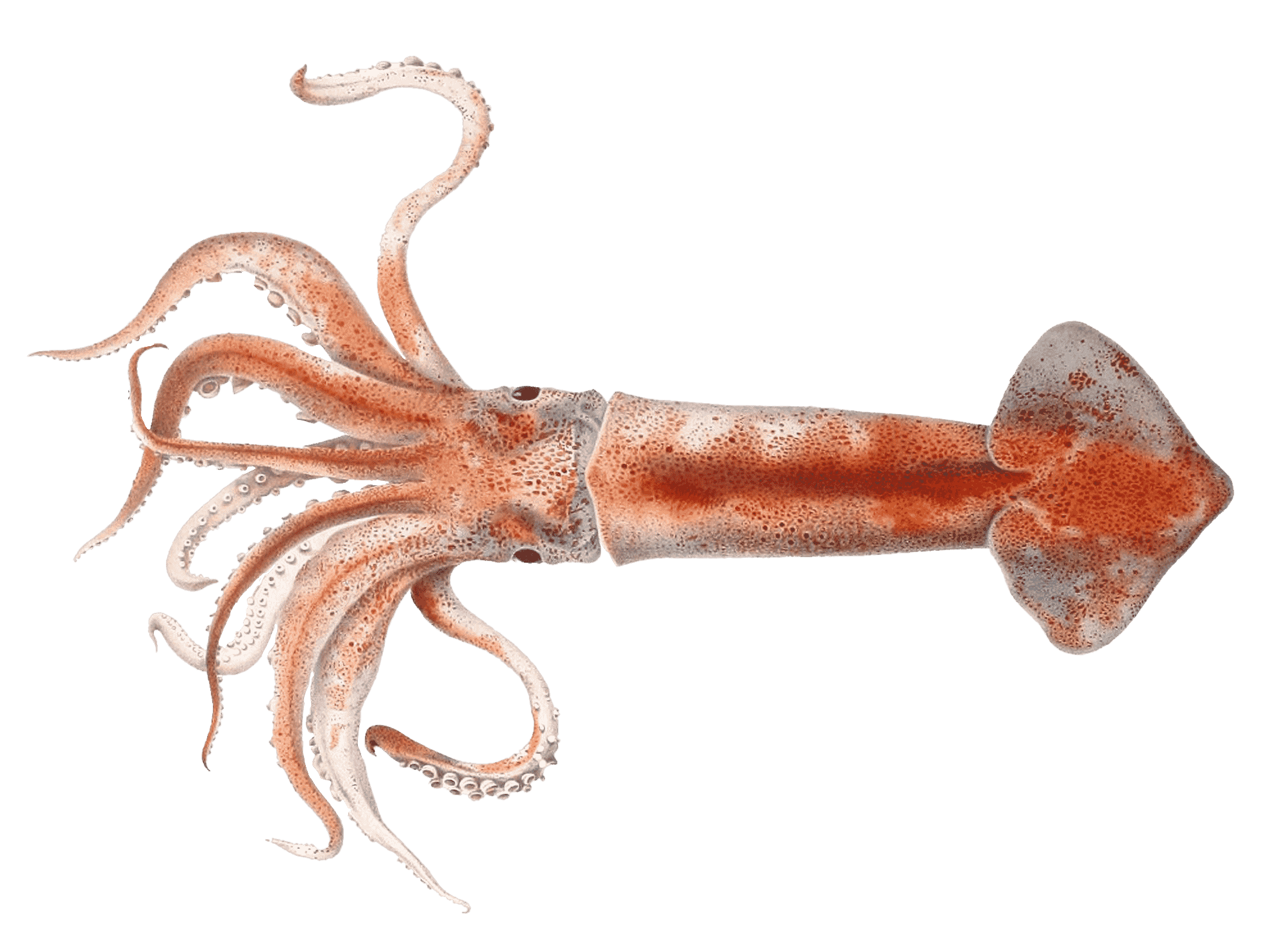 Totano