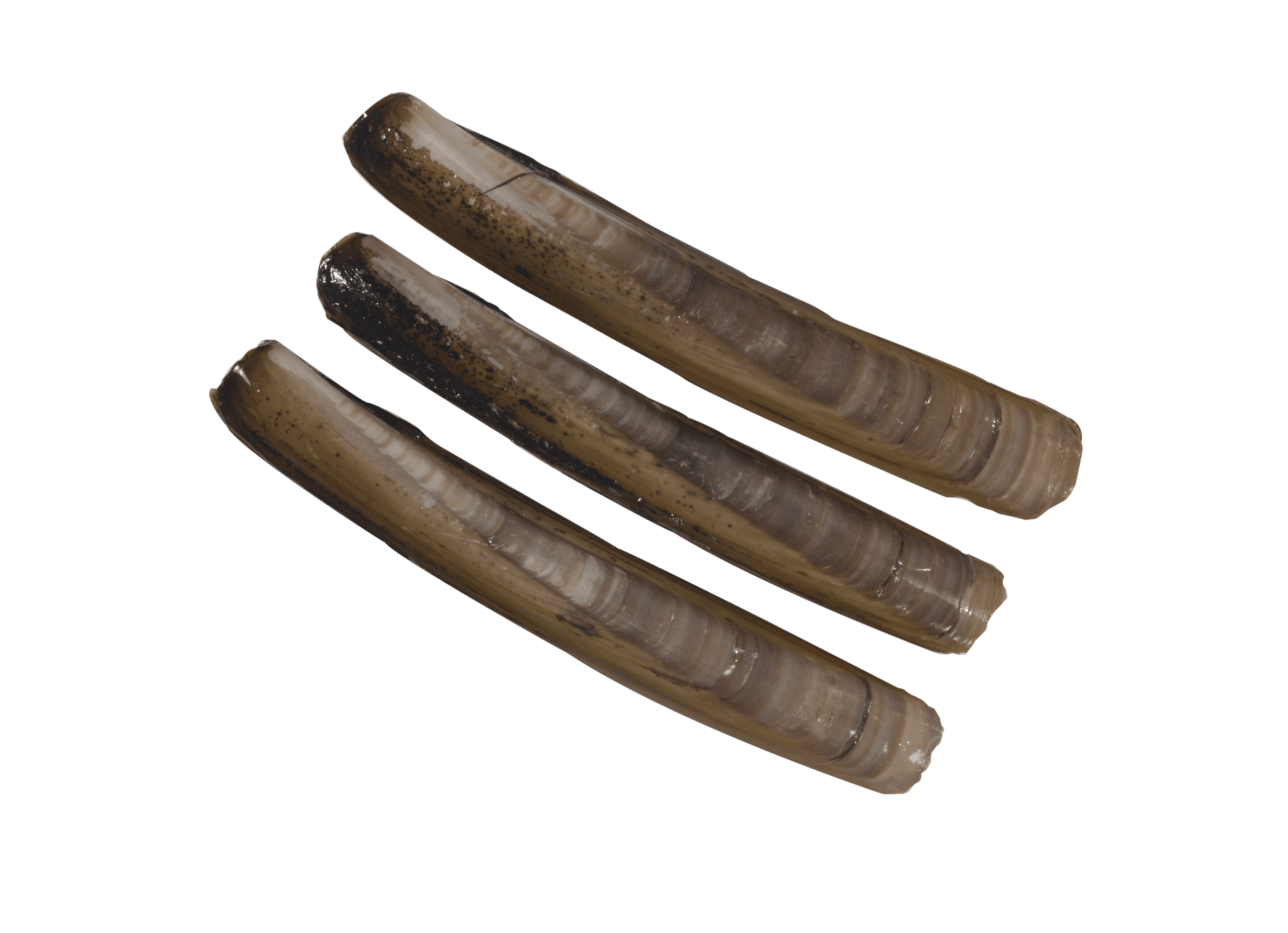 Razor clam
