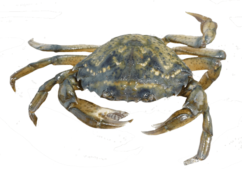Mediterranean Green Crab