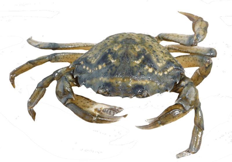 Crabe vert