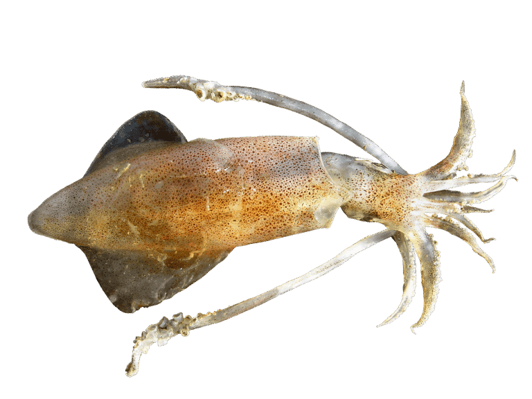 Kałamarnicowate