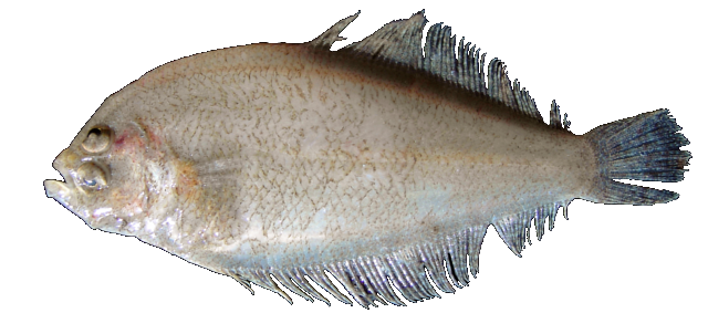 Mediterranean scaldfish