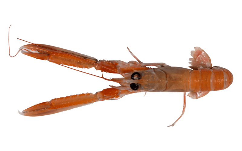 Norway lobster