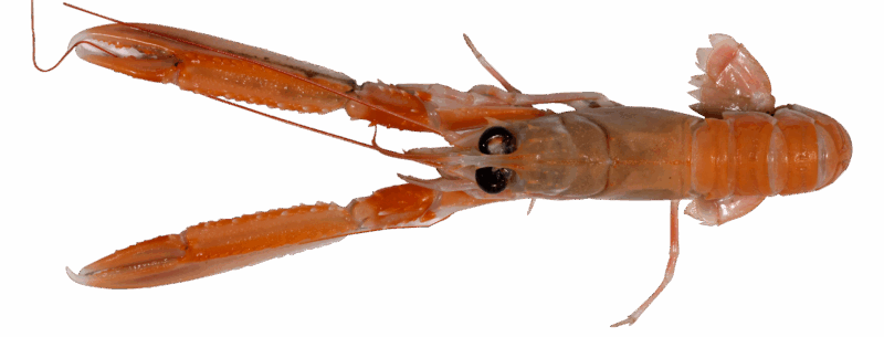 Langoustine