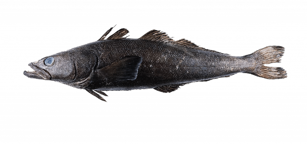 Lata-et-verne | Mr.Goodfish