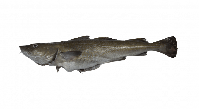 Atlantic cod