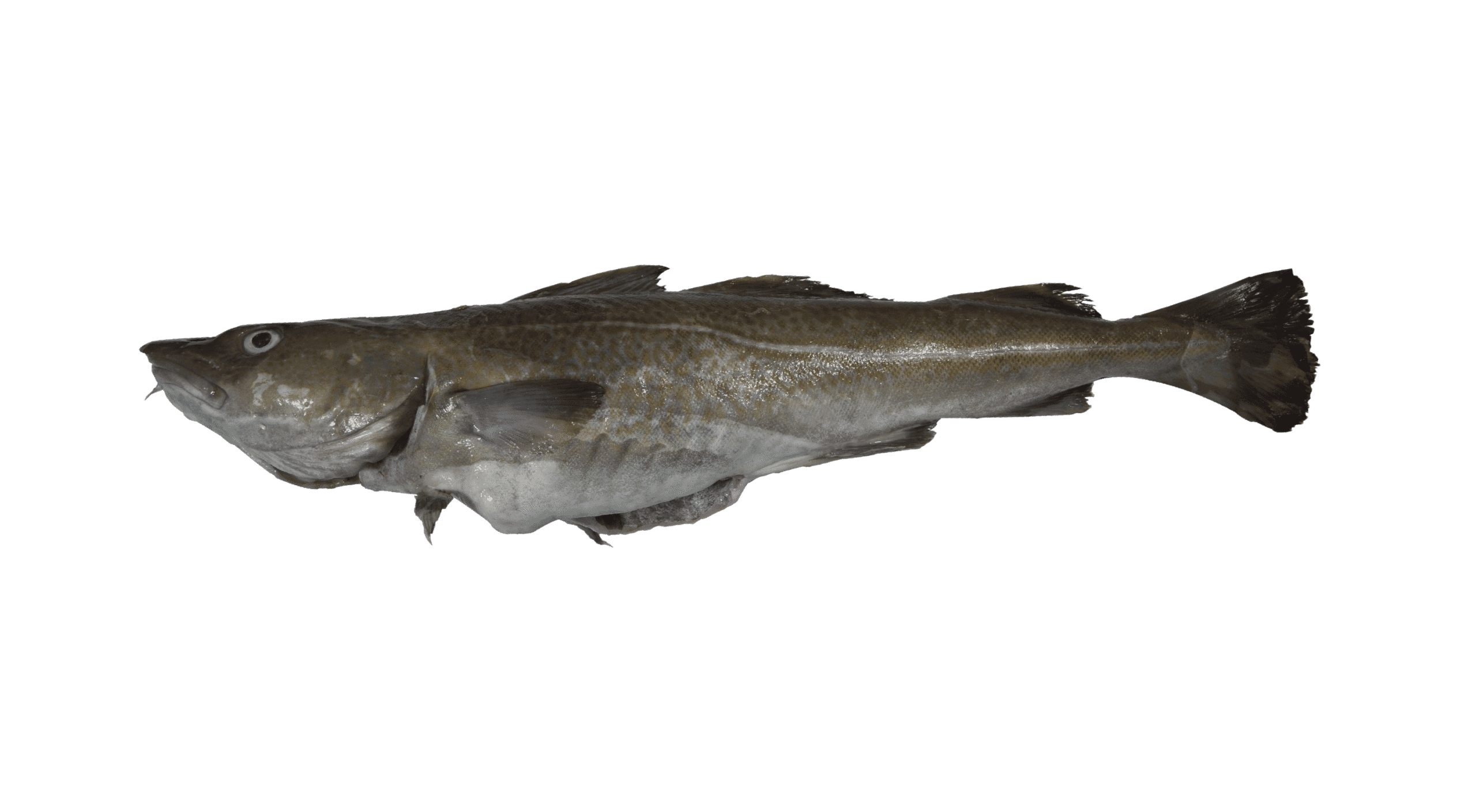 Atlantic cod