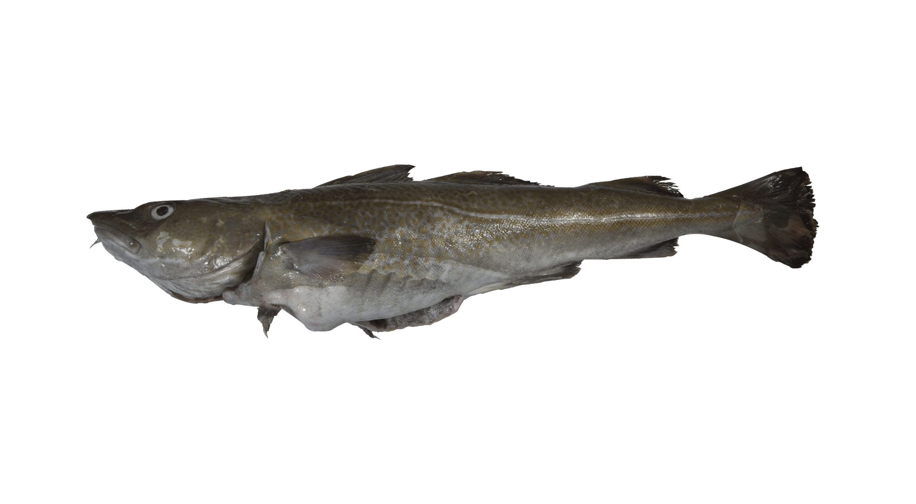 Morue cabillaud Gadus Morhua Consommez responsable Mr Goodfish Morue cabillaud Gadus Morhua Consommez responsable Mr Goodfish