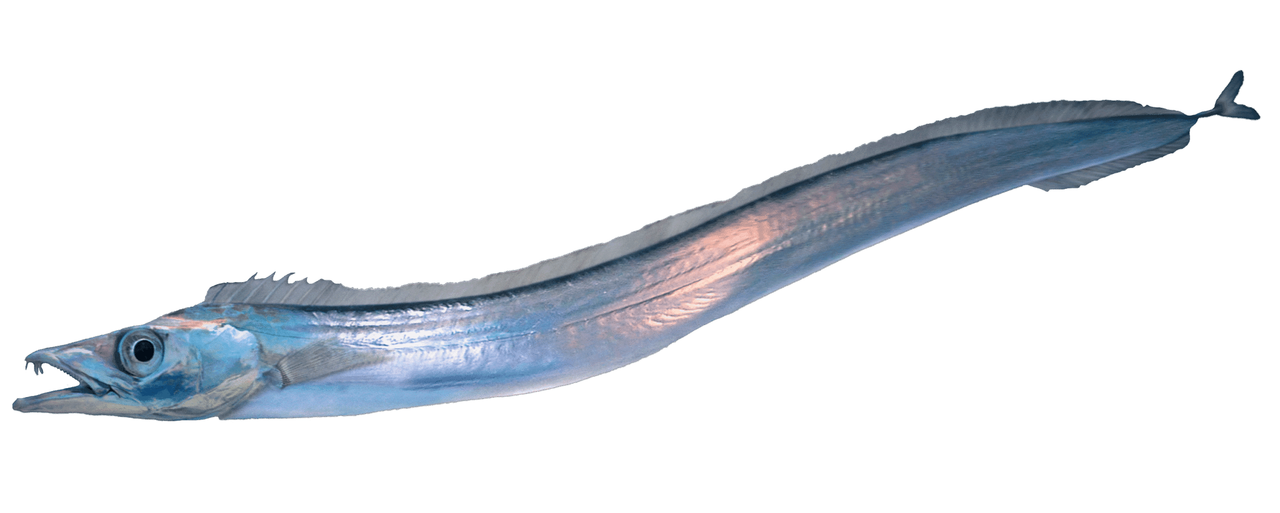 Sabre argenté