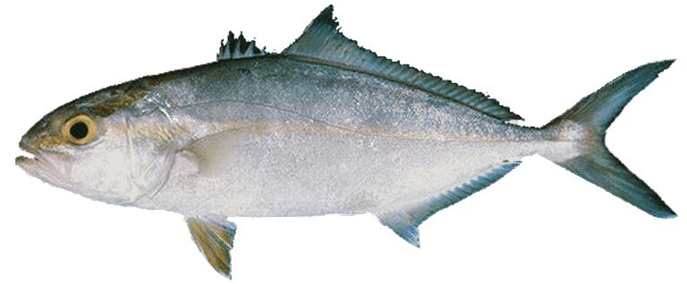 Ricciola