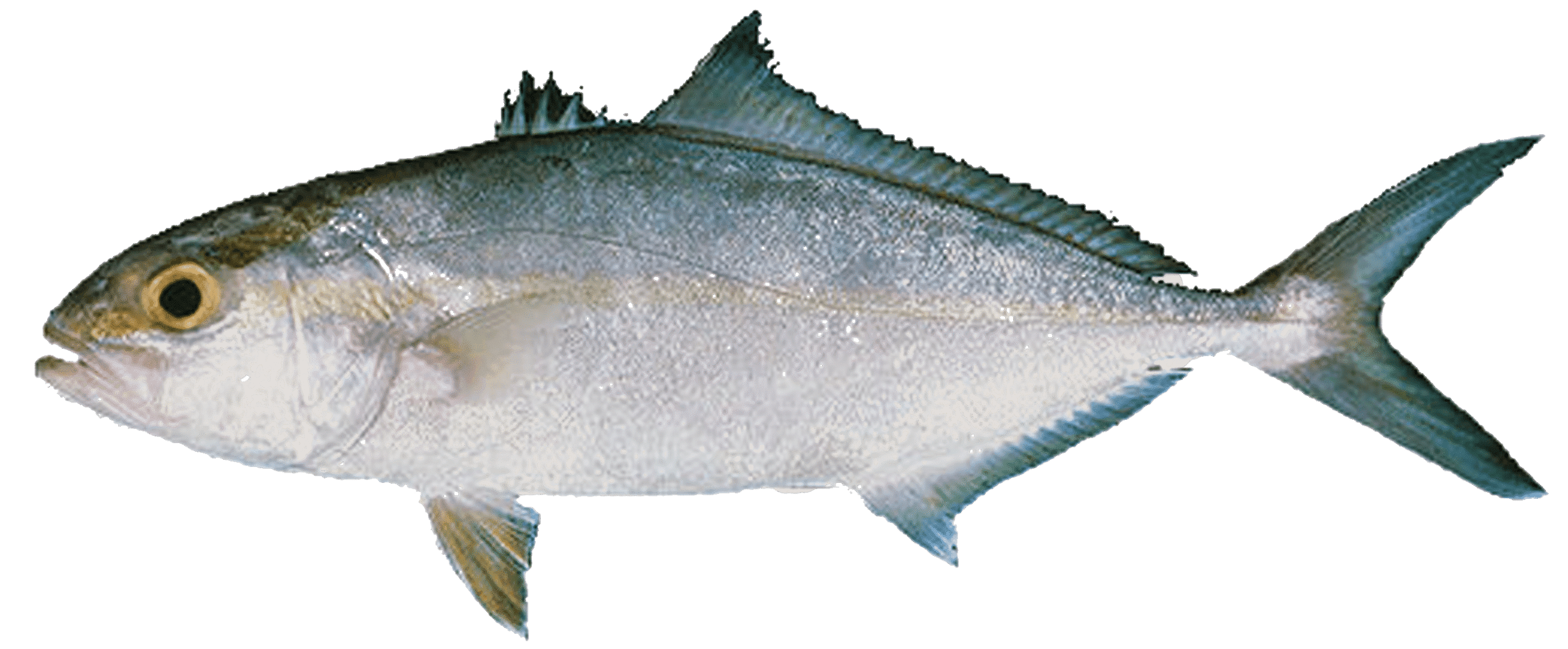 Ricciola