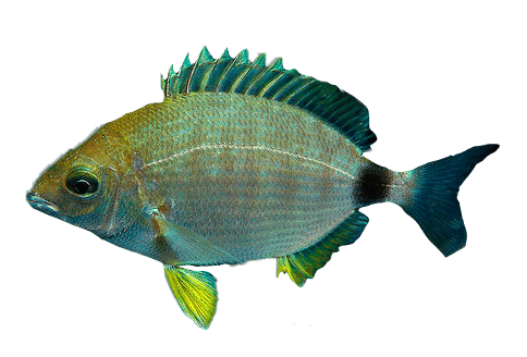 Annular Seabream