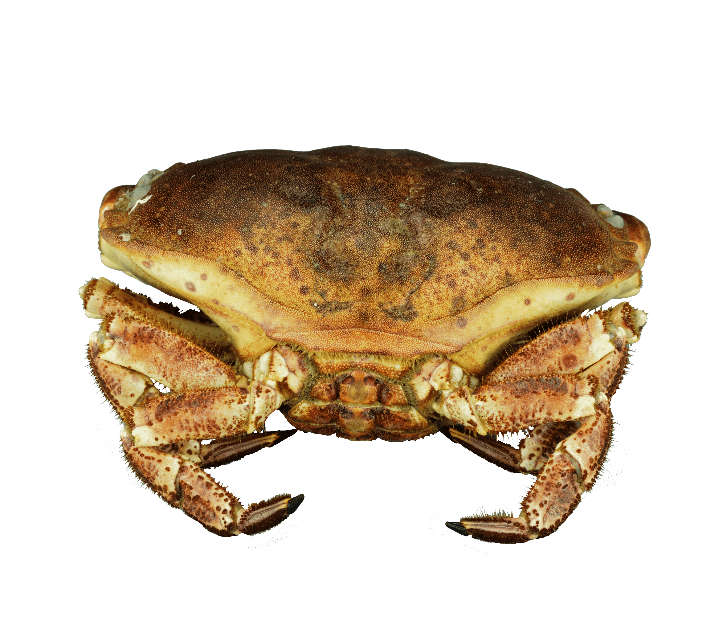 Edible crab