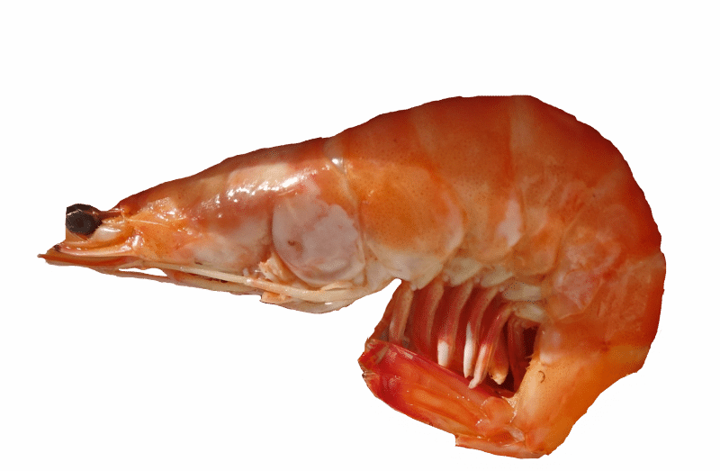 Kuruma prawn