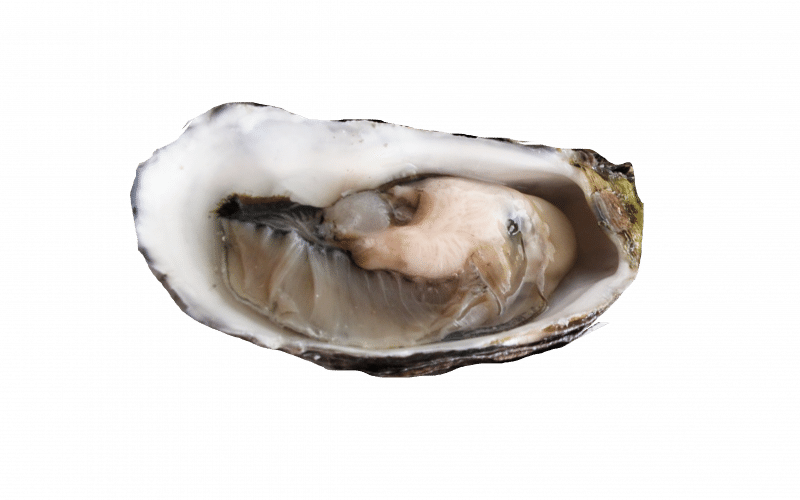 farming Oyster