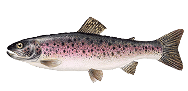 Trota iridea d’allevamento Mr.Goodfish