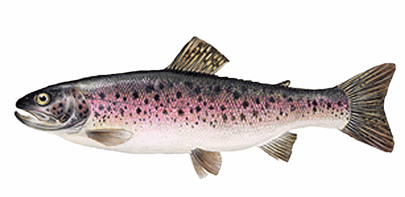 “Mr.Goodfish” farming Rainbow Trout