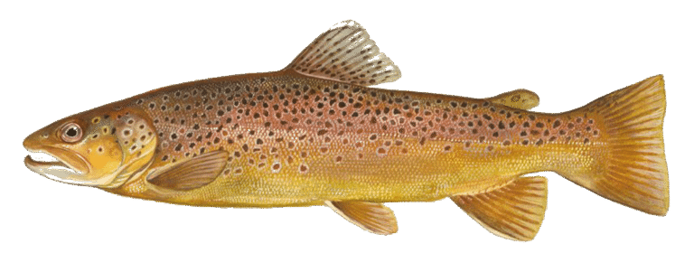 Trota fario d’allevamento Mr.Goodfish