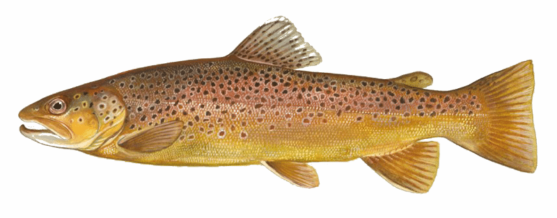 Sea trout “Mr.Goodfish” farming