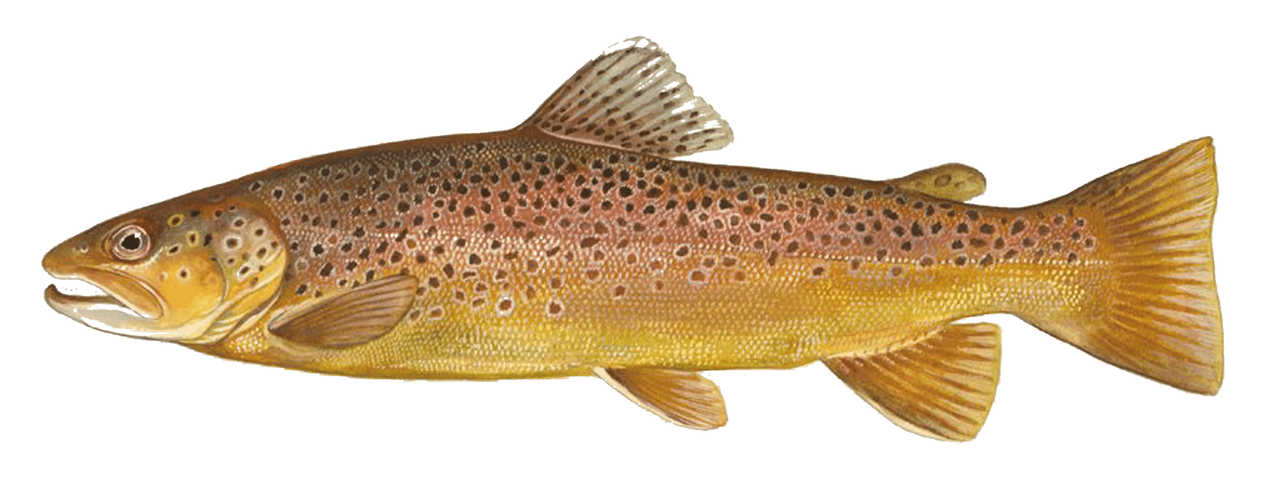 Trota fario d’allevamento Mr.Goodfish