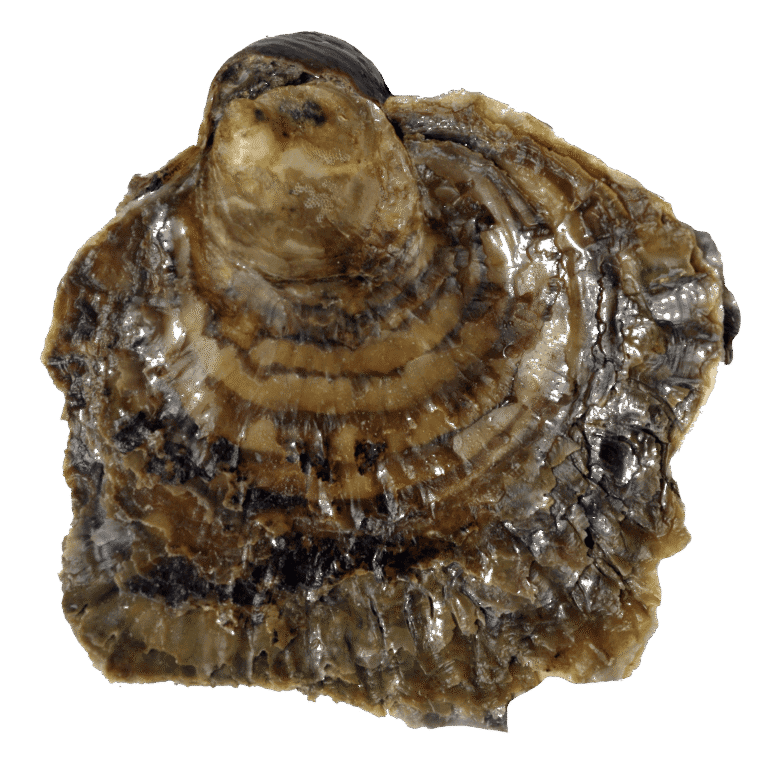 Ostryga jadalna hodowlana