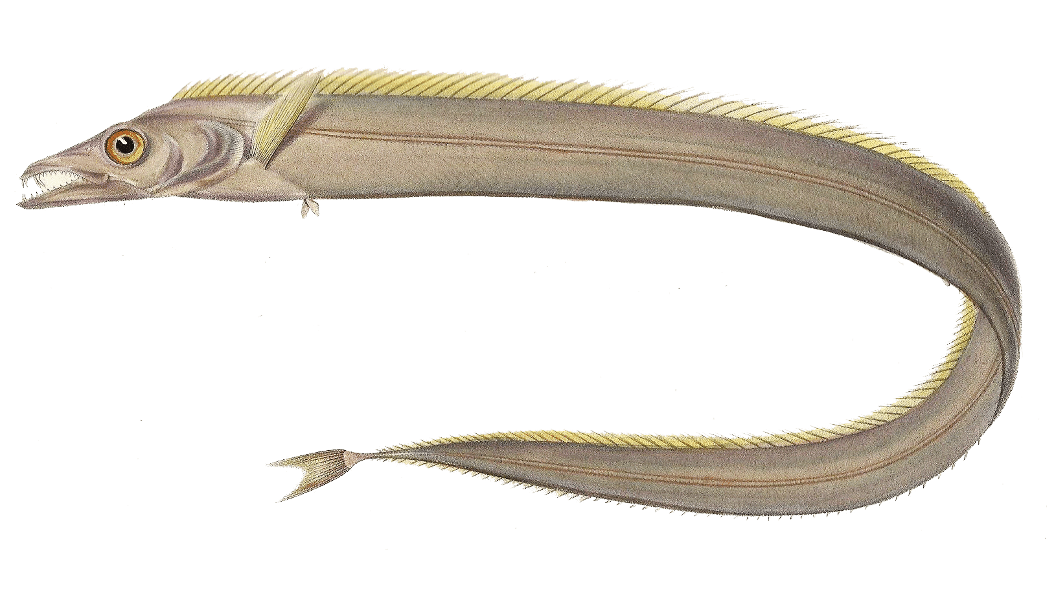 Silver Scabbardfish Lepidopus Consum Responsible Mr Goodfish