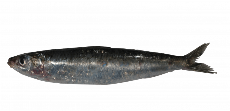 European sardine