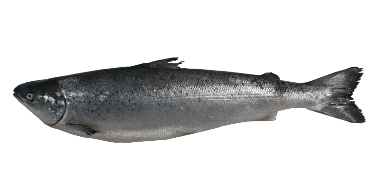 Salmone atlantico di allevamento