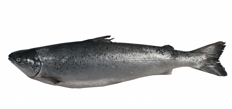 “Mr.Goodfish” farming Atlantic salmon