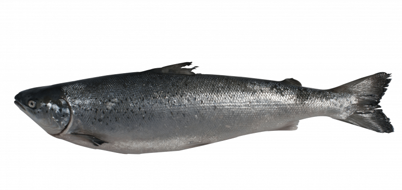 Atlantic salmon